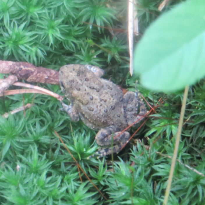 American toad Fry Nature Preserve Ephemeral Pond