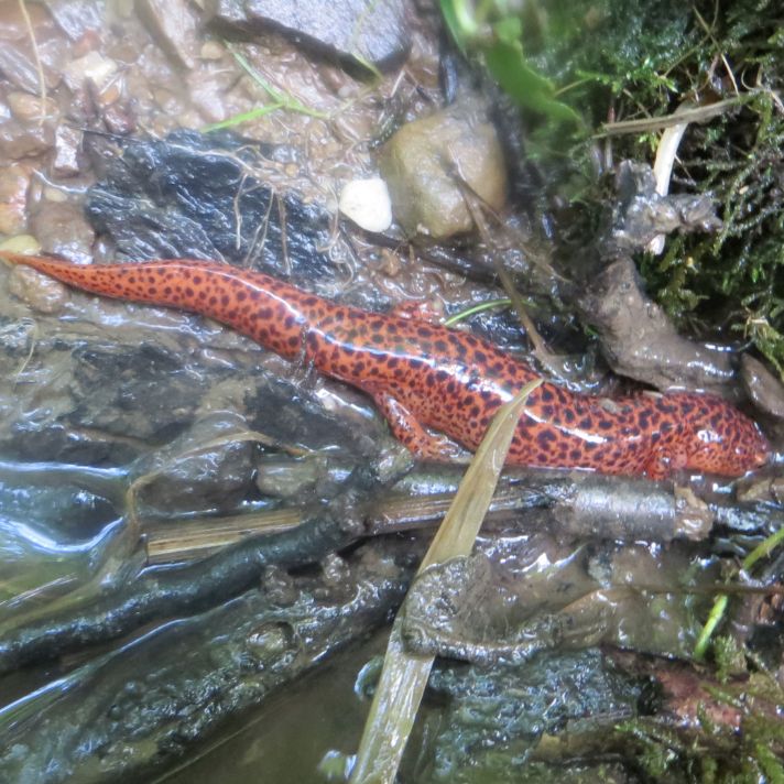 Adult Northern Red Salamander Fry Farm Richfield Ohio
