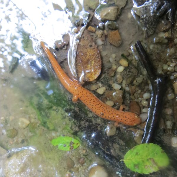 young northern red salamander Fry Farm Richfield Ohio
