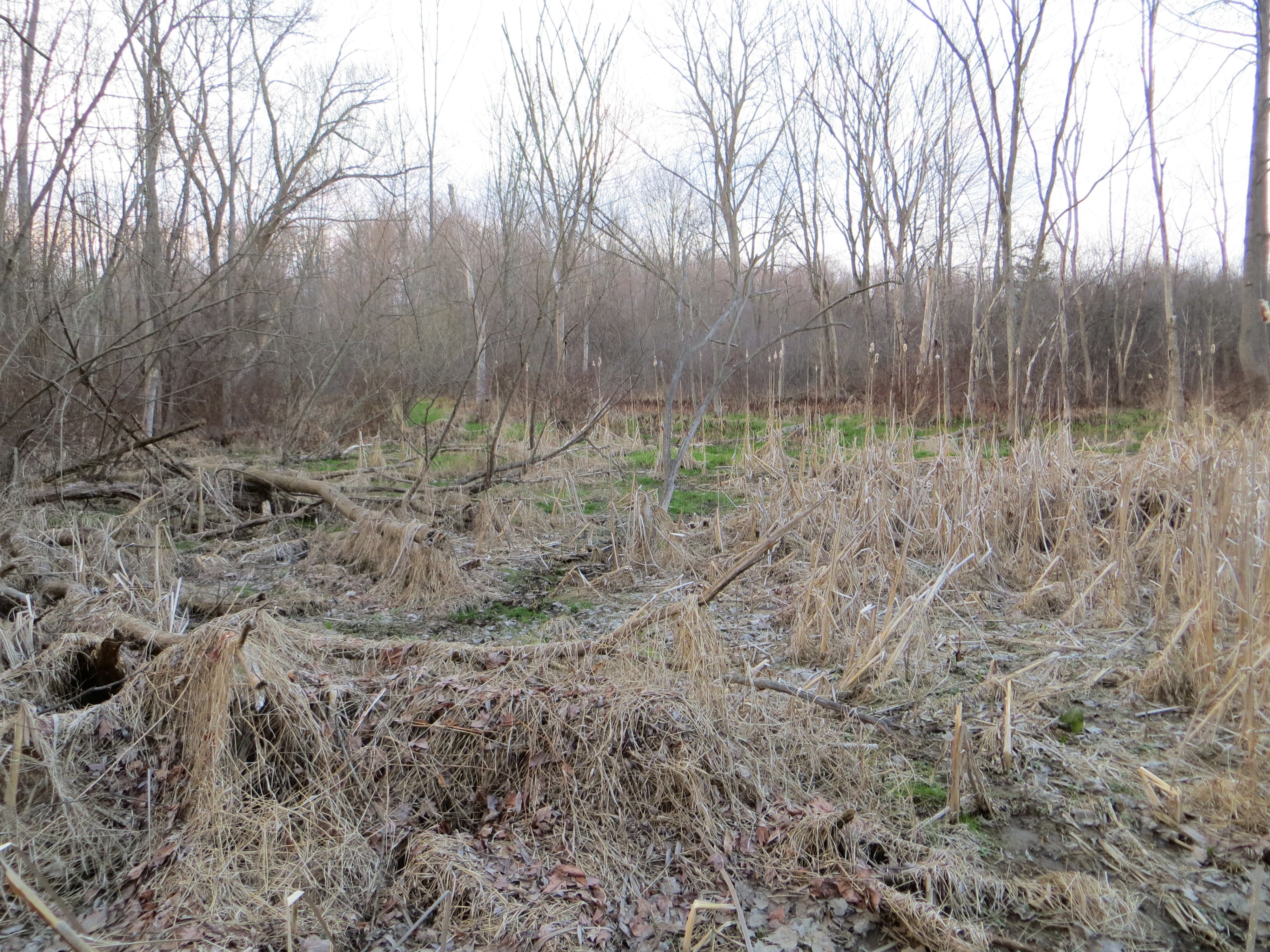 marsh on Fry Farm Richfield Ohio