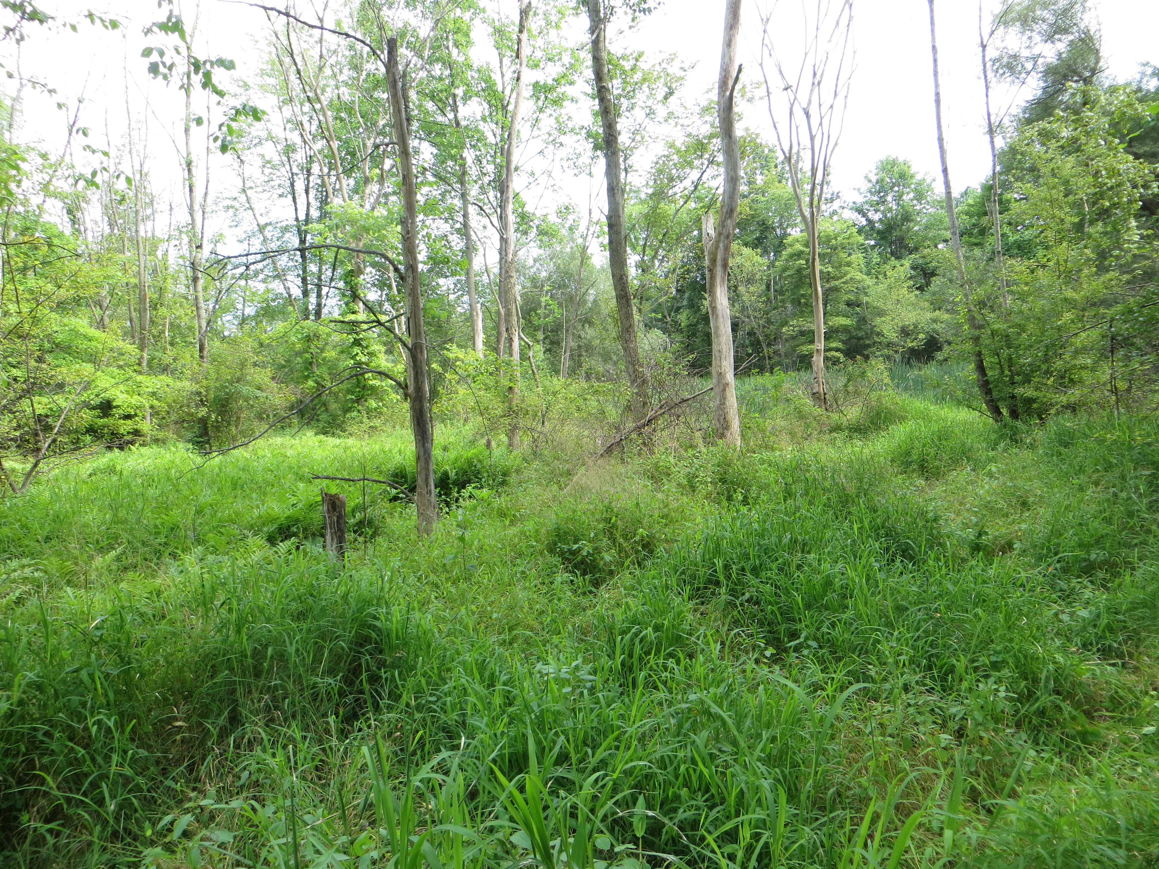 marsh on Fry Farm Richfield Ohio