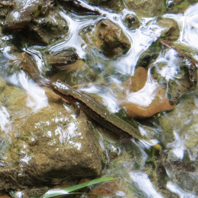 Two-lined Salamander Fry Farm Richfield Ohio